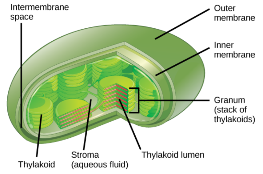 Well Labelled Diagram Of Chloroplast