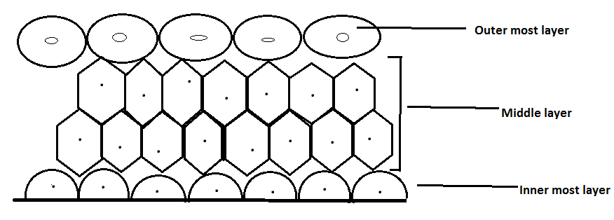 Name Of The FollowingA. Tissue That Forms The Inner Lining Of Our ...