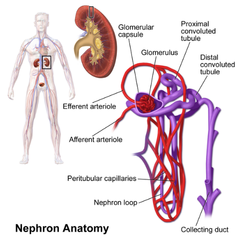 the-structural-and-functional-unit-of-the-kidney-is-called-a-nephronb