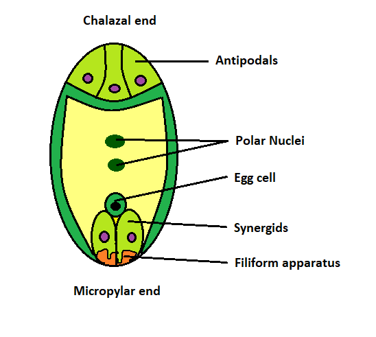 The number of synergids and antipodals present in a typical angiosperm ...