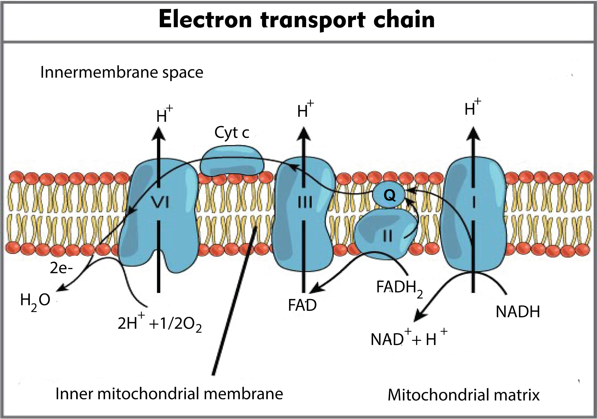Electron Transport Chain Diagram For Kids
