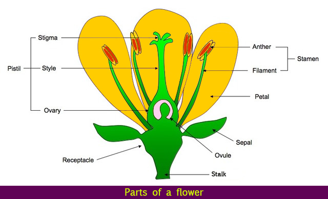 How to Draw a Flower: 10 Easy Guides for Kids & Beginners