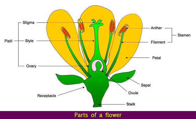 List The Different Parts Of The Flower 