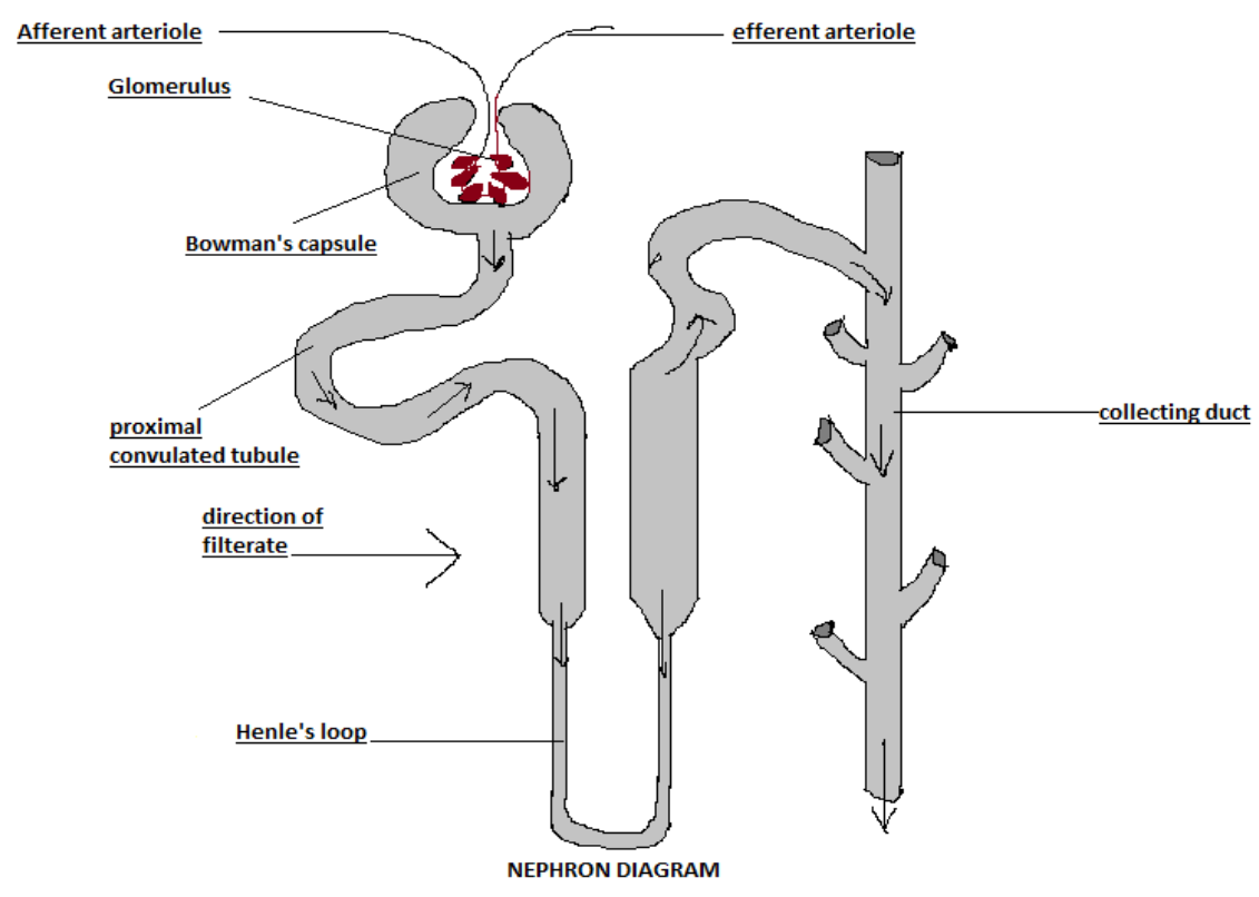 simple nephron diagram labeled