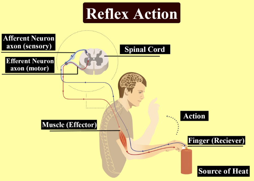  1000 Reflex Arc Questions And Answers 199156 Reflex Arc Questions 