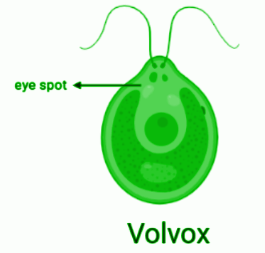 volvox slide labeled