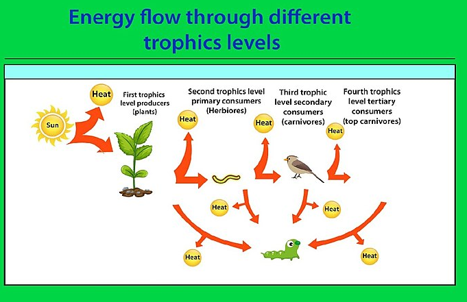 a-what-do-you-mean-by-food-chain-b-explain-the-food-chain-in