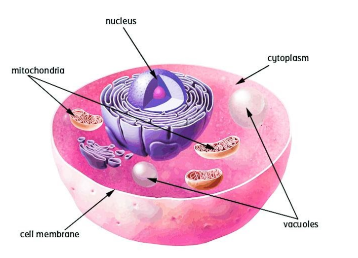 Which Cell Organelles Are Absent In An Animal Cell A A NucleusB A 