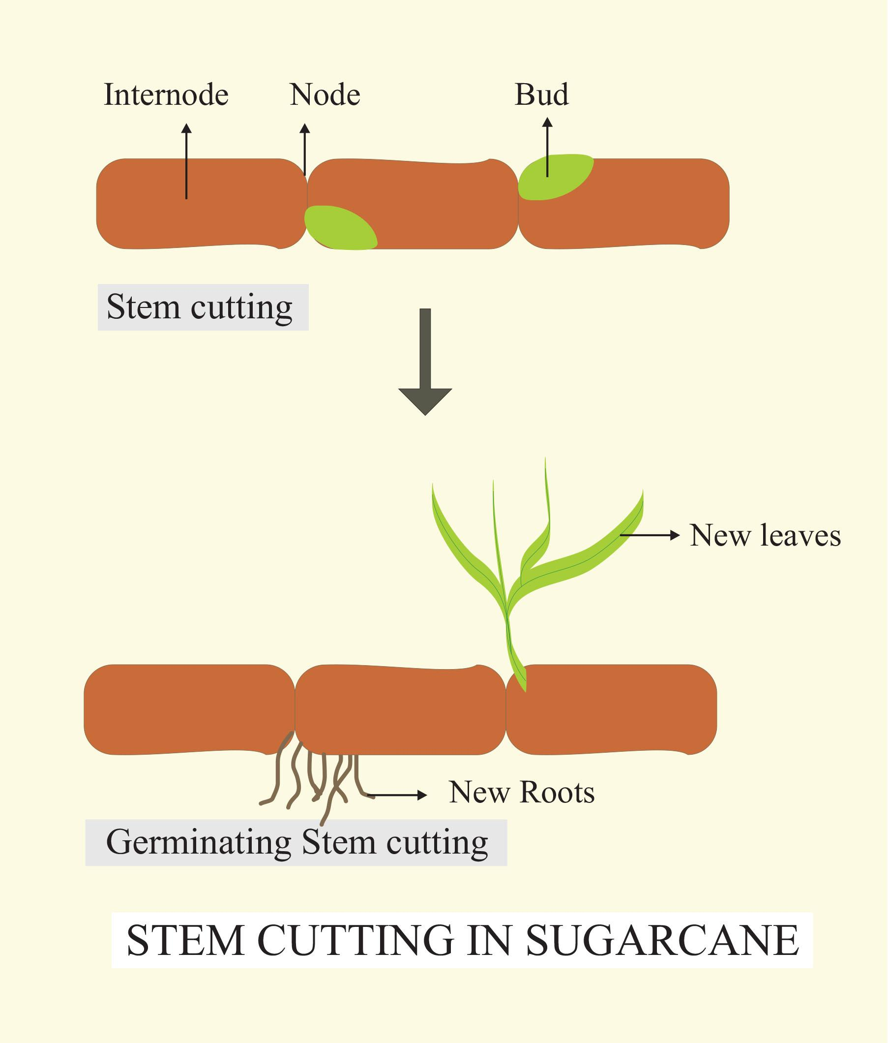 Sugarcane Stem 1288