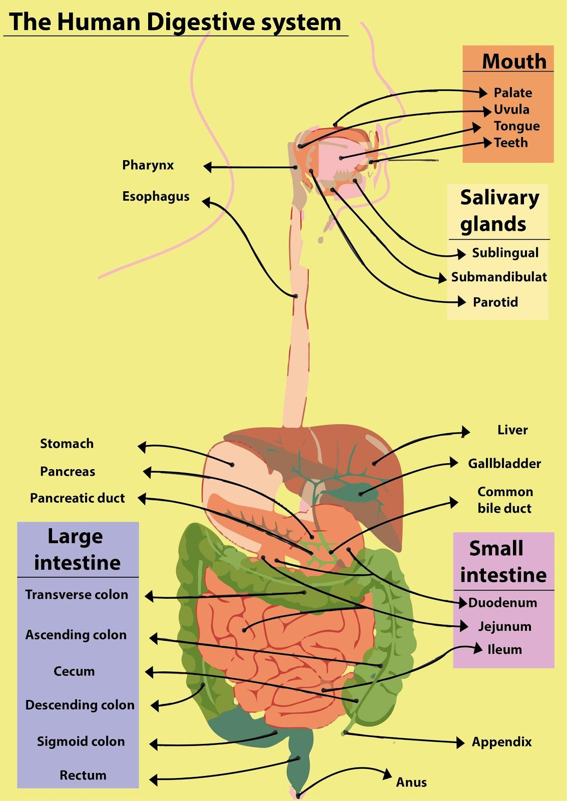 Diagram Rib Cage With Organs Rib Cage Anatomy Function Britannica