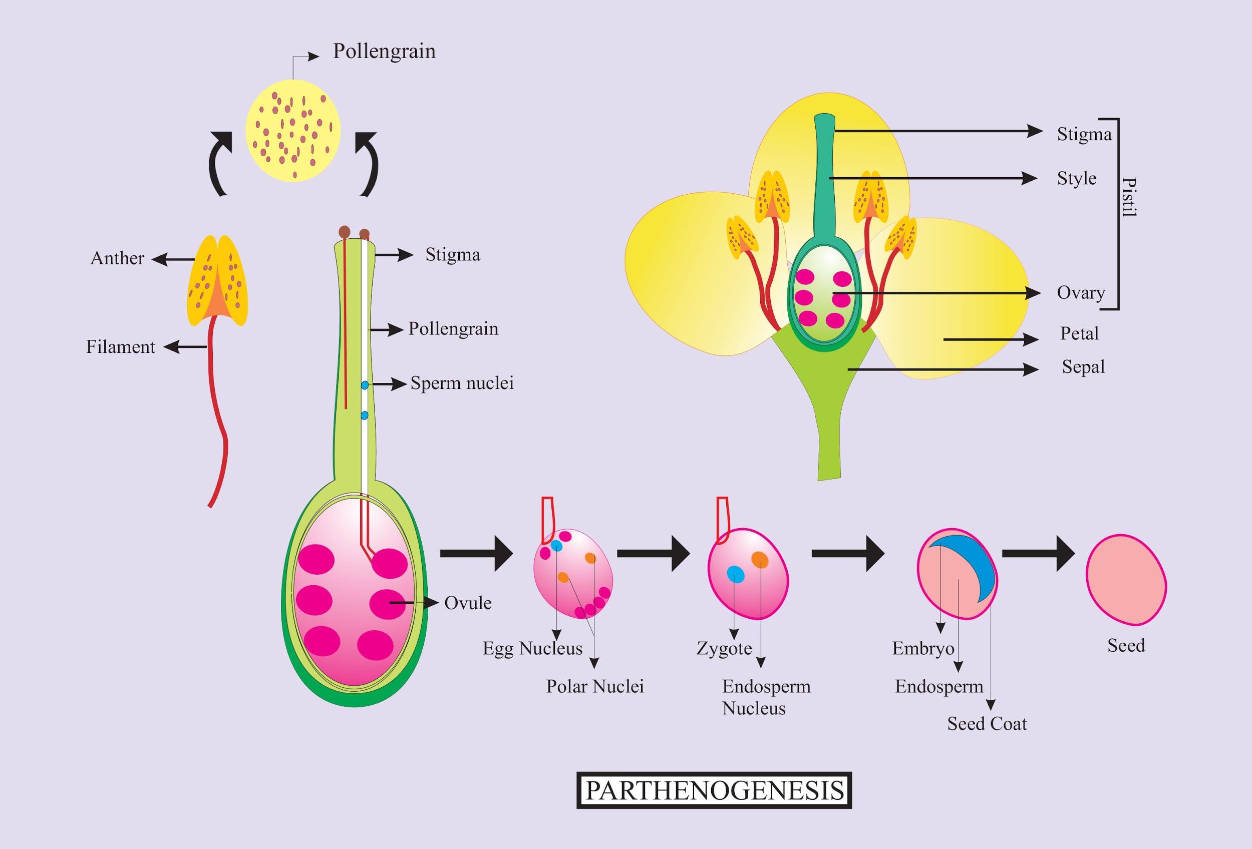 The process in which an embryo develops from unfertilized oosphere is ...