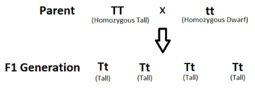 monohybrid cross definition