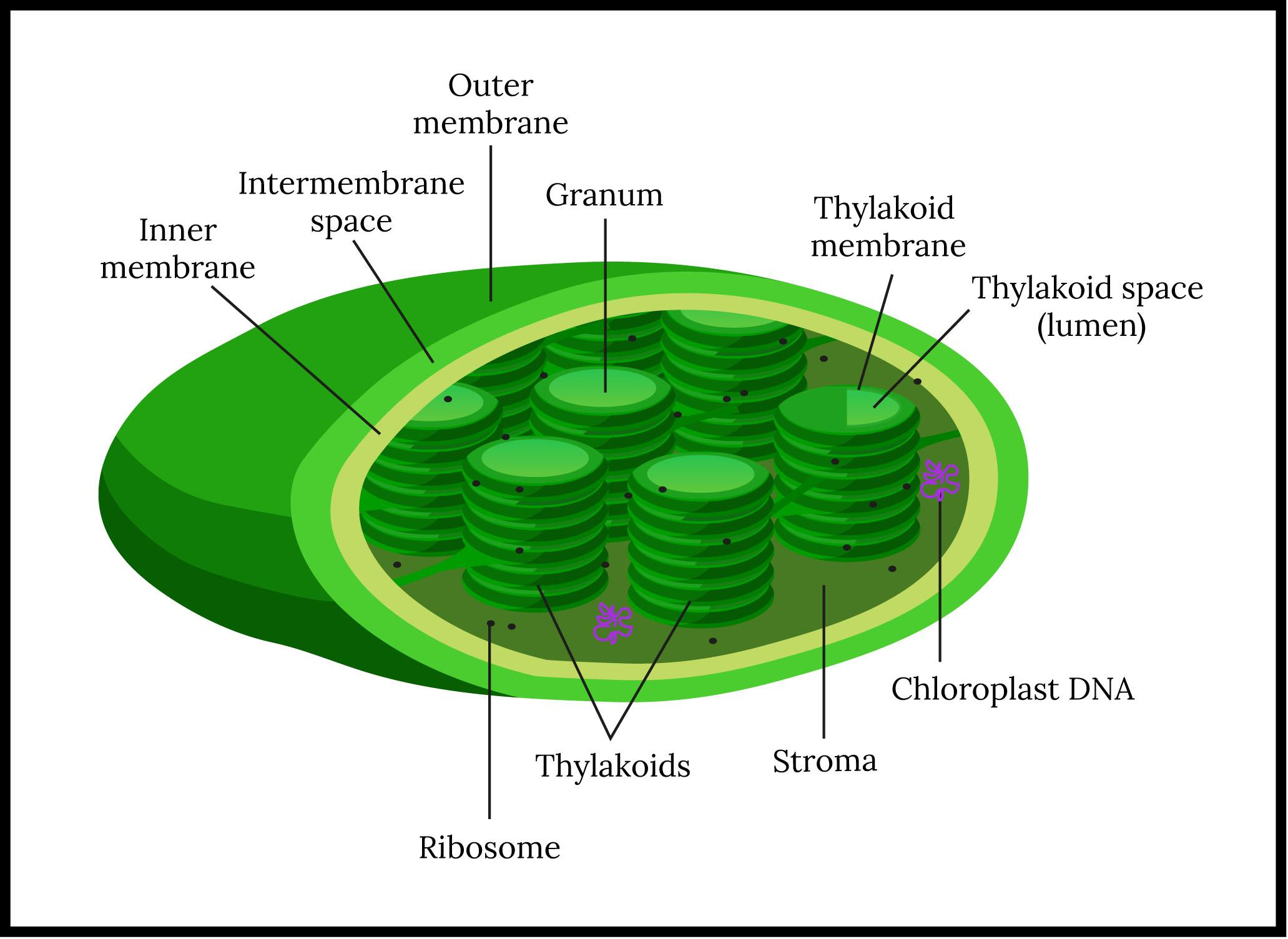 Sketch and label ultrastructure of chloroplast