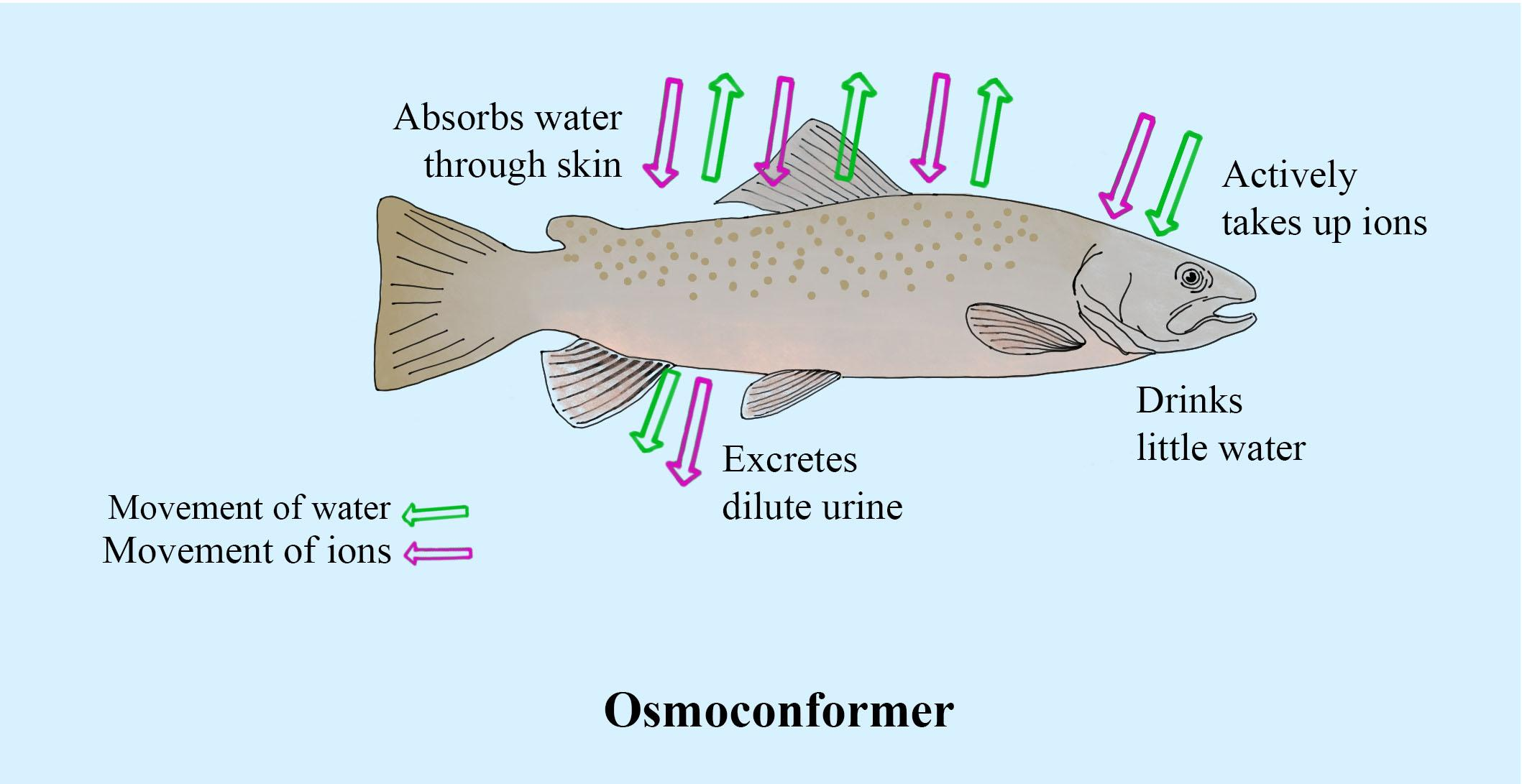 Osmoconformer are animals that a Do not actively control class 11