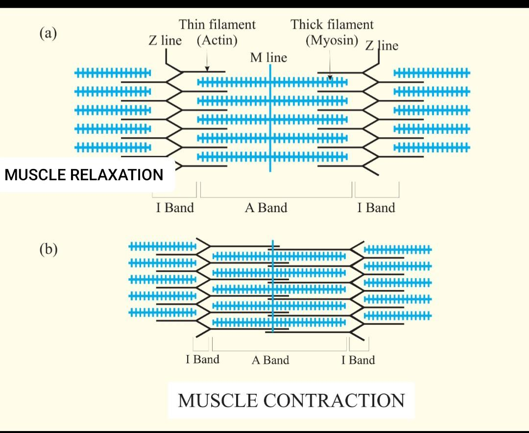 What changes can be observed in the length of the I band during muscle ...