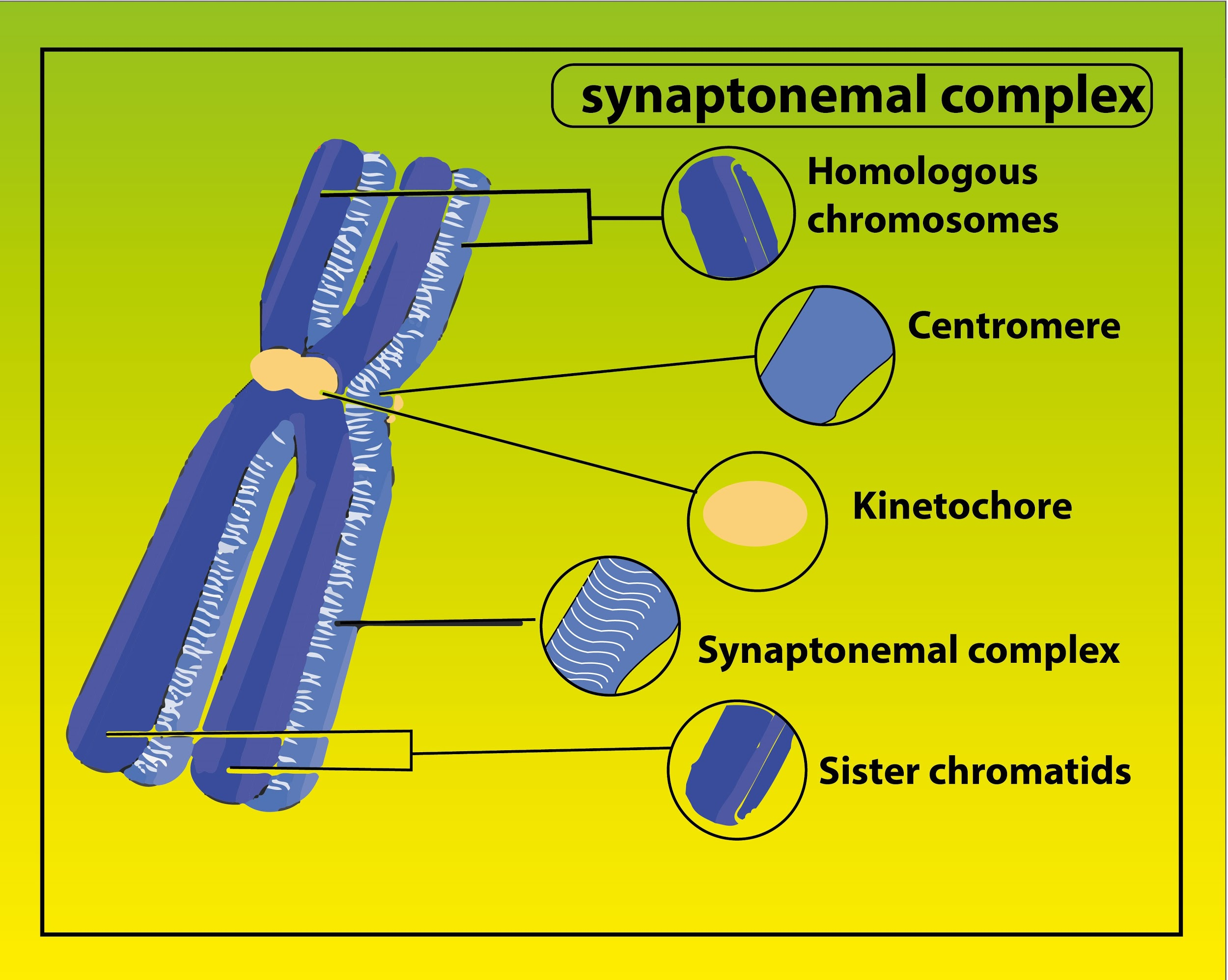 Diagram Of Homologous Chromosomes