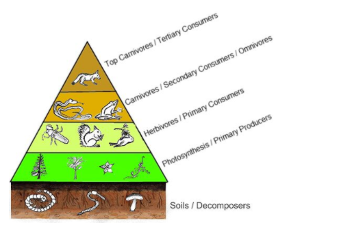 Macroconsumers includeA. HerbivoresB. CarnivoresC. OmnivoresD. All of ...