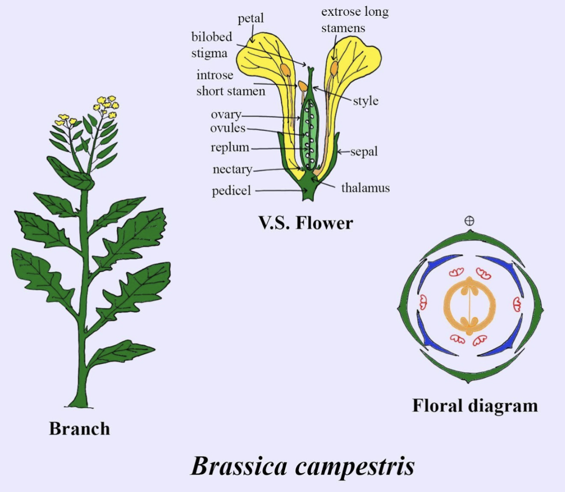 Brassicaceae Fruit Characteristics