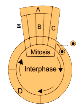 Given above is a schematic break-up of the phases\/stages of cell cycle ...