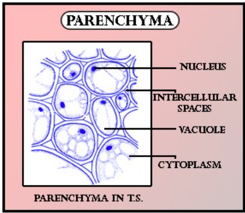 Name the tissue where cells are living, thin-walled, isodiametric with ...