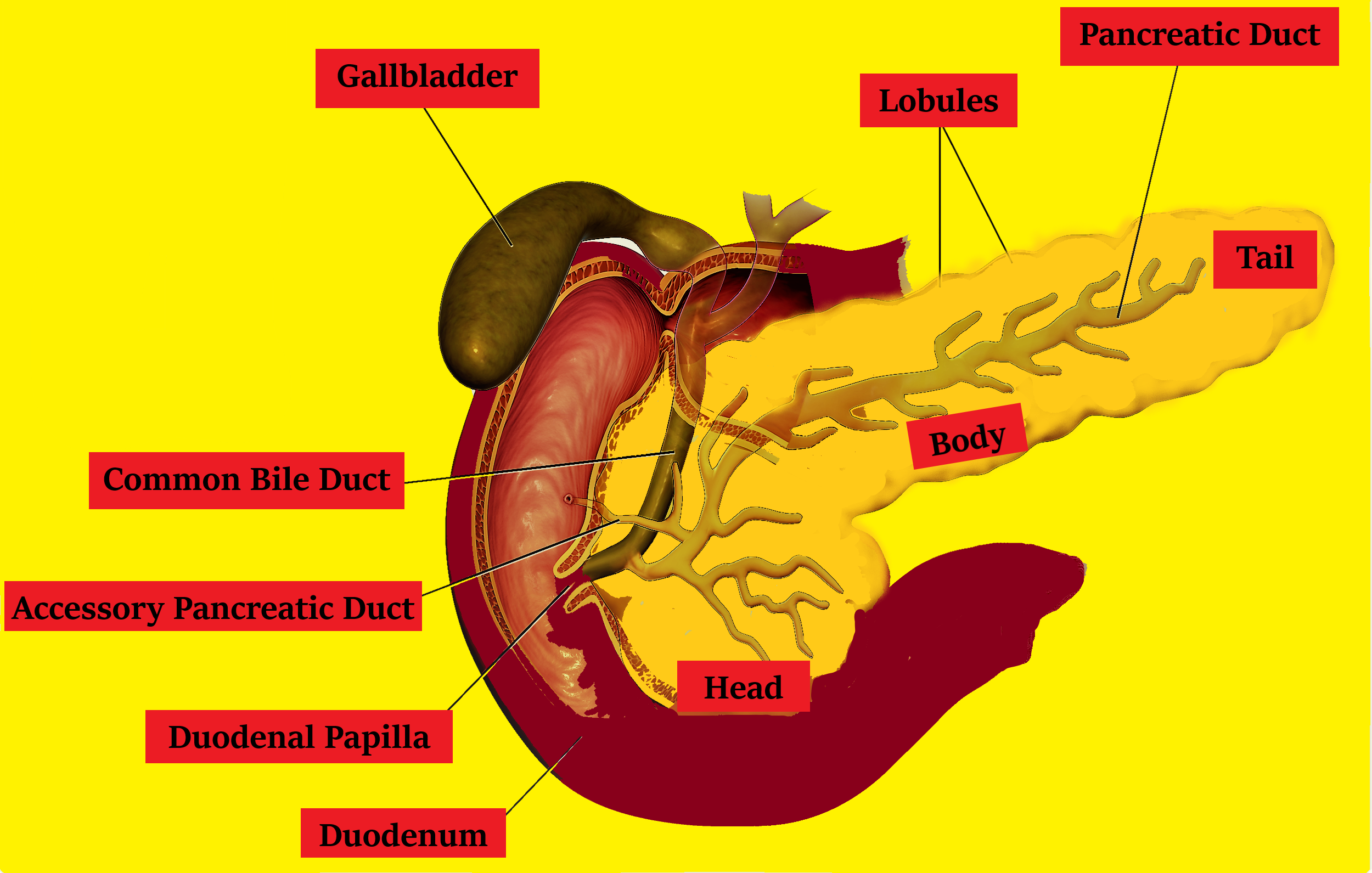 Which of the following is a mixed gland?(a) Thyroid Gland(b) Adrenal