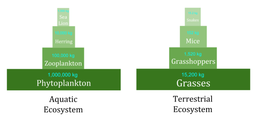 Ecological Energy Pyramid Levels