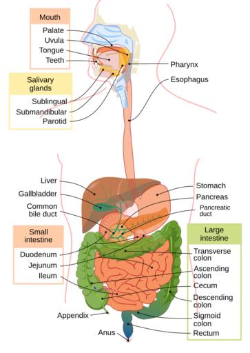 Digestion of protein is completed inA. StomachB. DuodenumC. IleumD ...