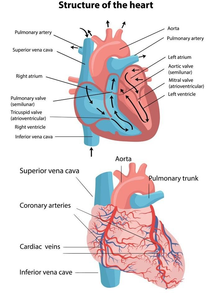 Describe the structure of the Heart with a diagram.