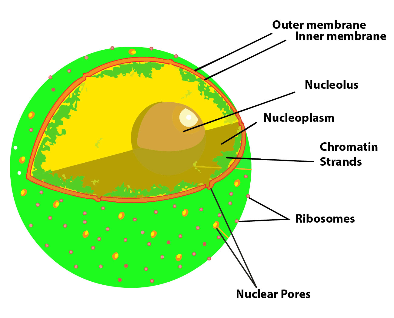 nucleoli-are-rich-in-a-dna-and-rna-b-rna-and-proteins-c-dna-d-rna