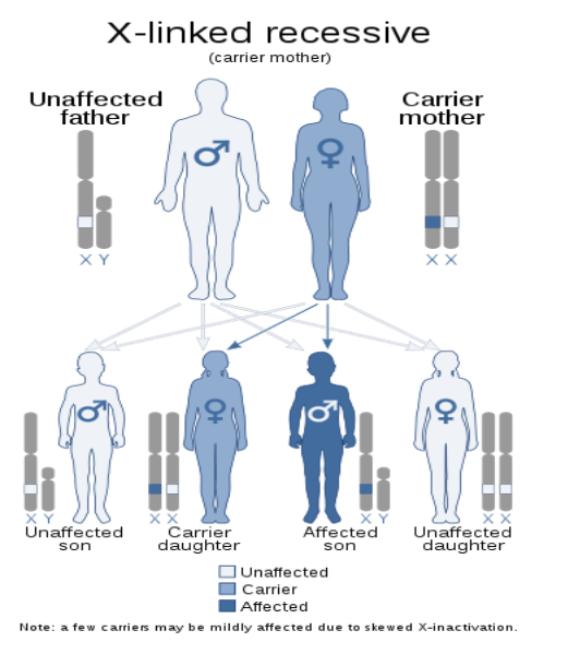 X–linked recessive gene isA. Always expressed in males.B. Always ...