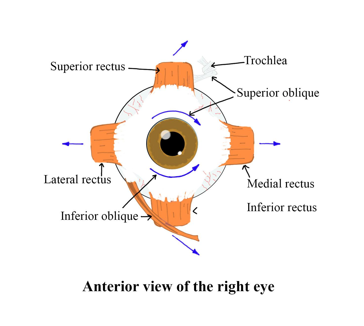 Collection 99+ Pictures which extrinsic eye muscle only performs medial rotation of the eye? Excellent