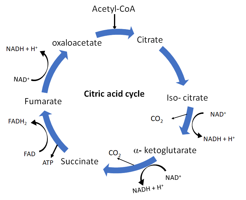 what-is-the-tca-cycle-describe-its-different-steps