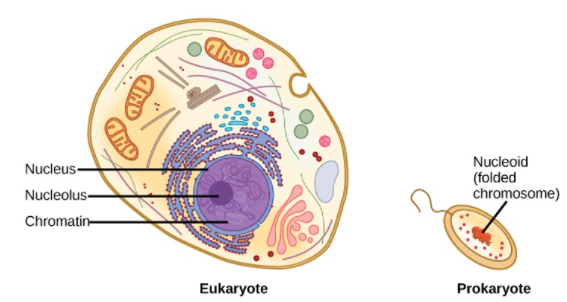 Diameter of prokaryotic and eukaryotic cells are respectively:A) \\[0.2 ...