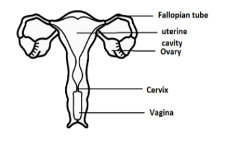 The given figure is of the human female reproductive system. Identity ...