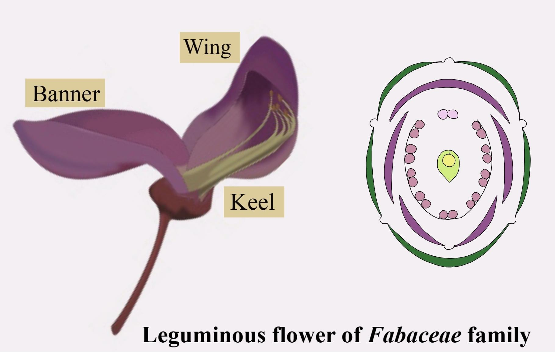 A diagnostic trait for the identification of fabaceous flowers isA