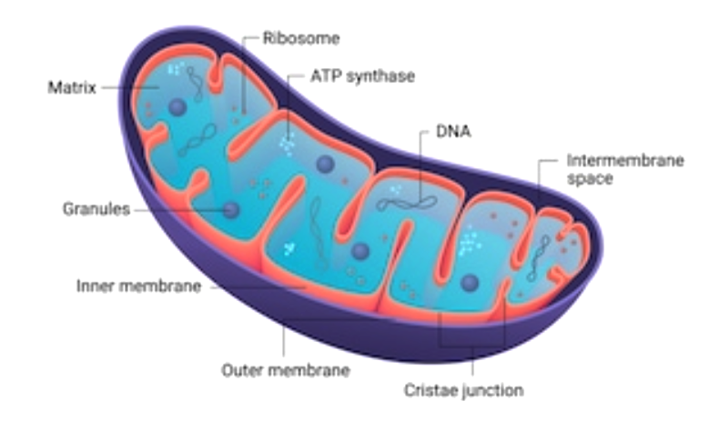 Mitochondria Associated Membranes