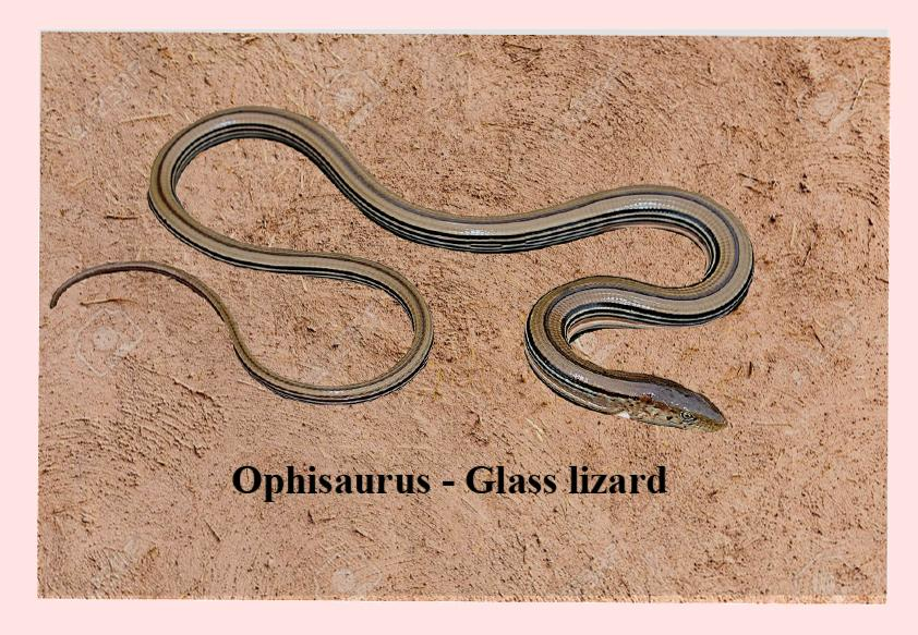 glass lizard classification