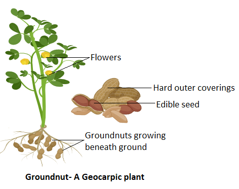 Geocarpic fruit is a A.CarrotB.RadishC.GroundnutD.Turnip