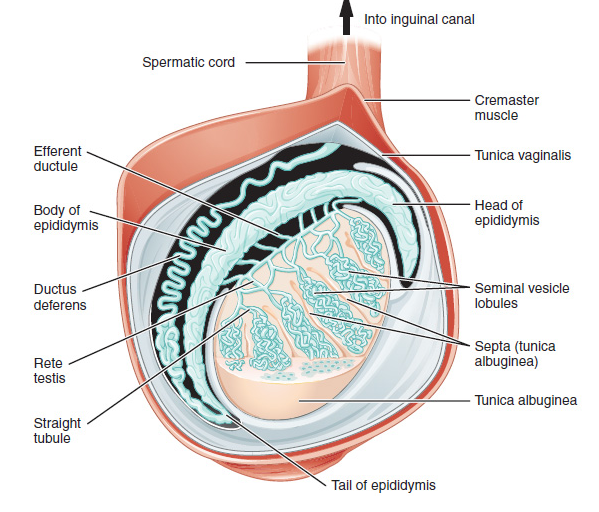 the-given-diagram-shows-ls-of-testis-showing-various-parts-identify