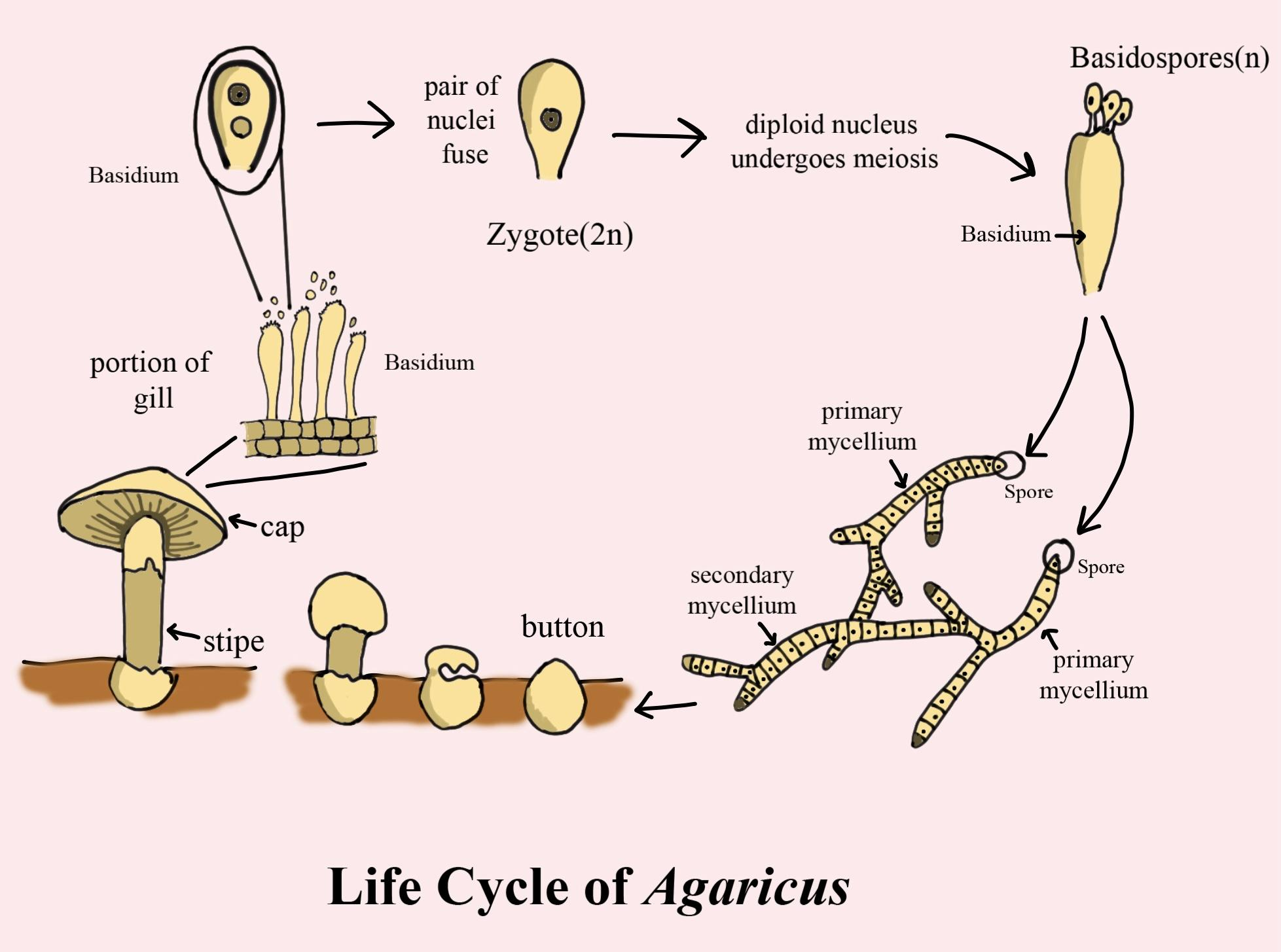 Agaricus Diagram