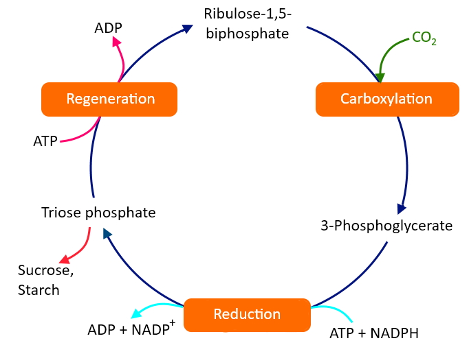 3-phosphoglyceric-acid-as-the-first-co-2-fixation-product-in