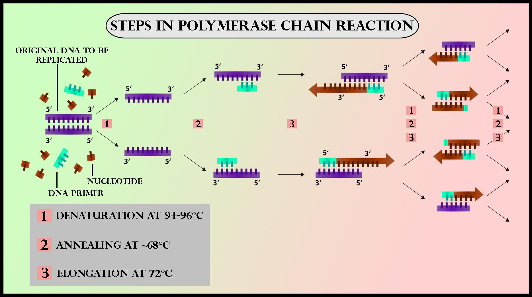 What Is The Template Of The Pcr