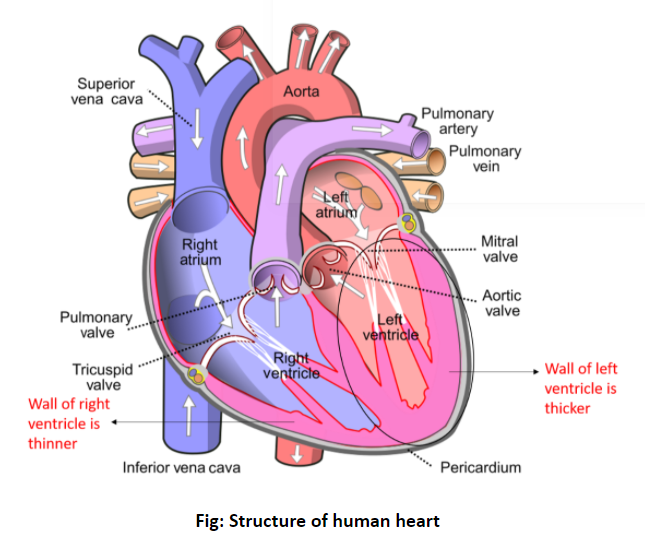 Which Chamber of the Heart Has the Thickest Wall