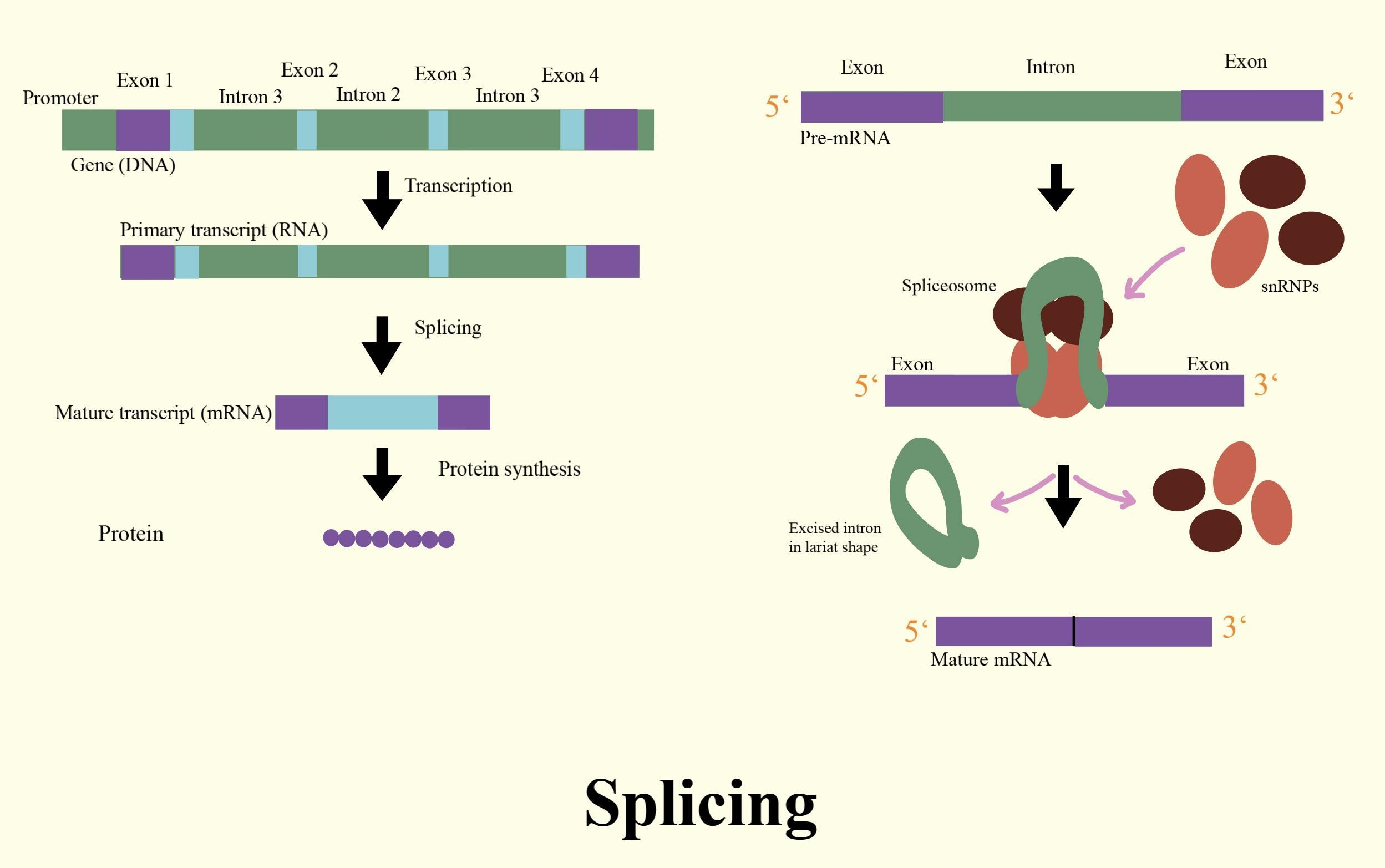 Post transcriptional Modification Of MRNA In Eukaryotes Is Called a 