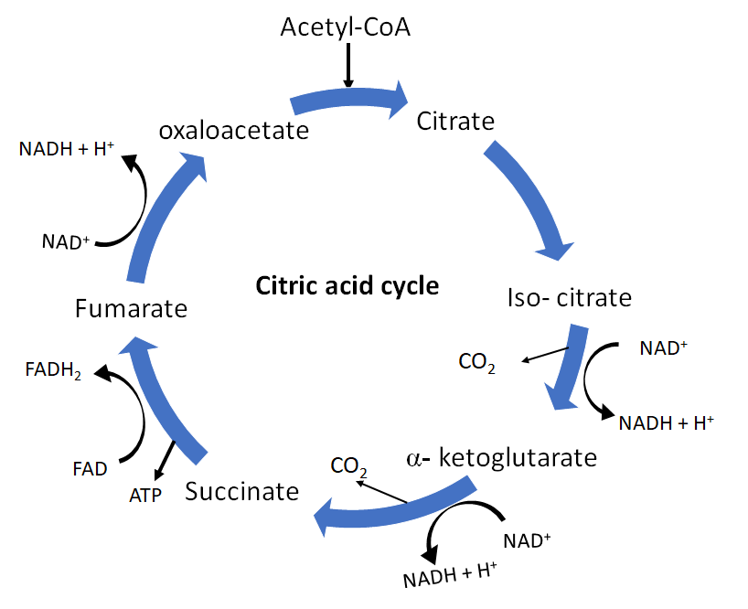 In one Krebs’ cycle, decarboxylation takes place at _______ steps.(a ...
