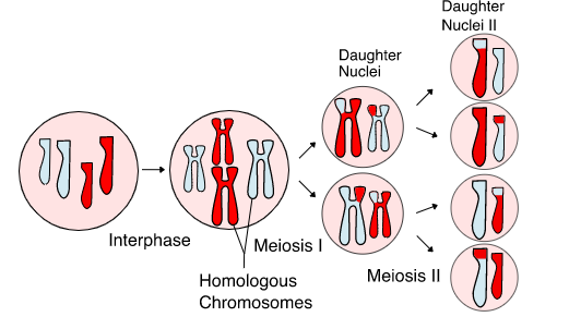 Longest phase of meiosis isa. Prophase lb. Prophase IIc. Anaphase Id ...