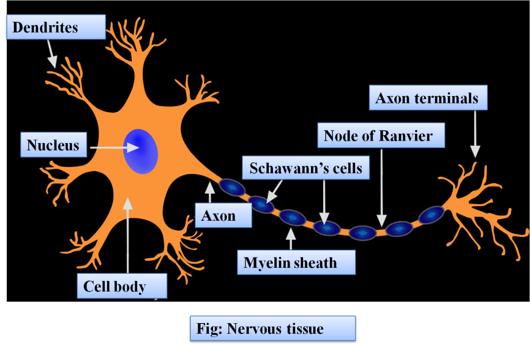 name-the-part-of-the-neuron-where-information-is-acquired