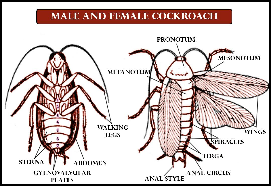 Anal Style Is Present In A Male Cockroach B Female Class 11 Biology Cbse 