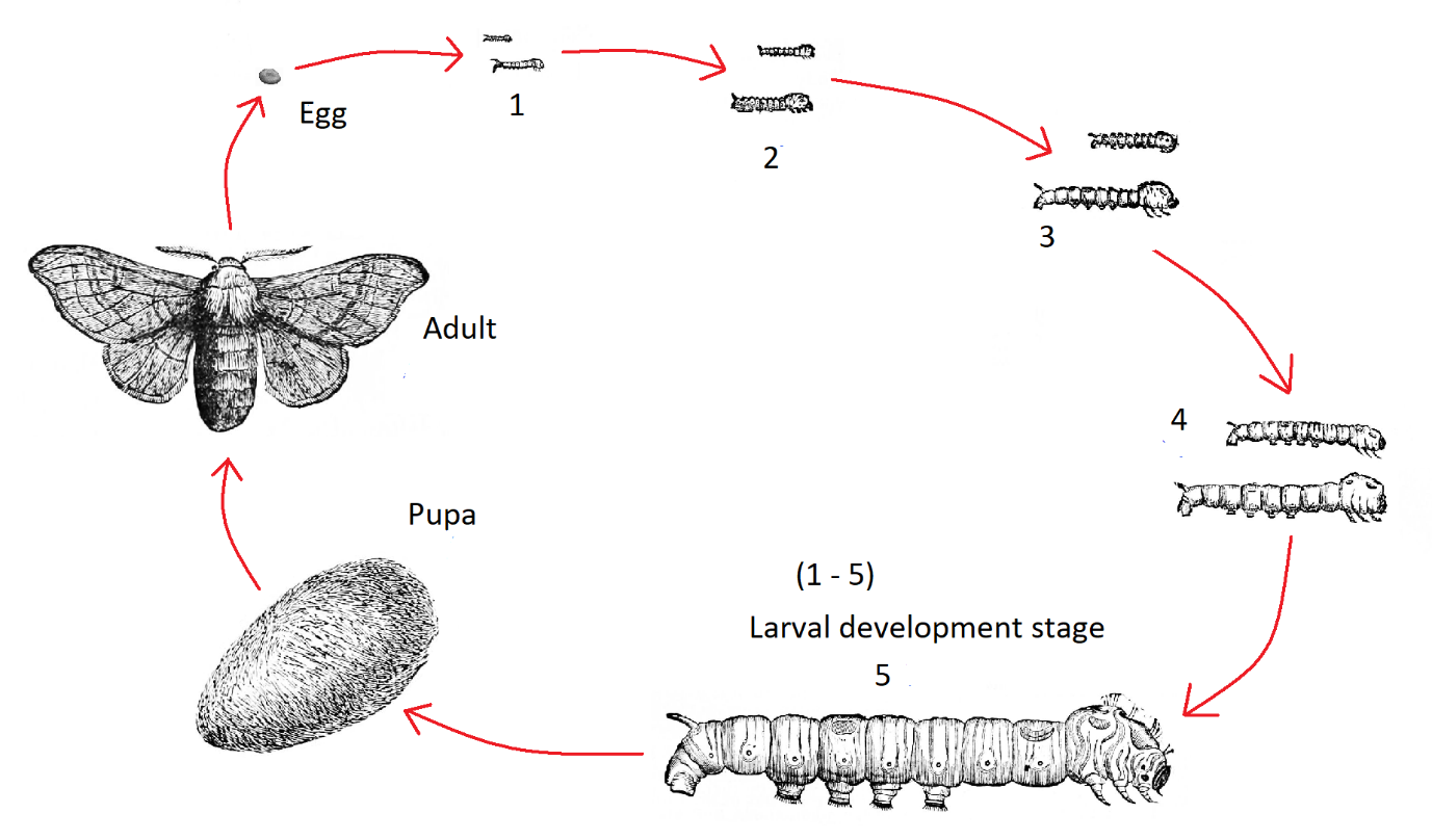 How To Draw Life Cycle Of Silk Moth Diagram Diagram Biology Science ...
