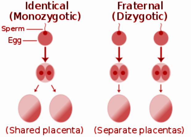 Differentiate Between Monozygotic Twins And Dizygotic Twins